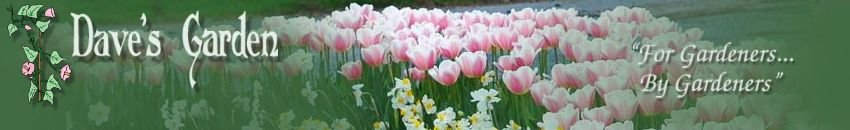 dave's garden logo - abriachan nurseries